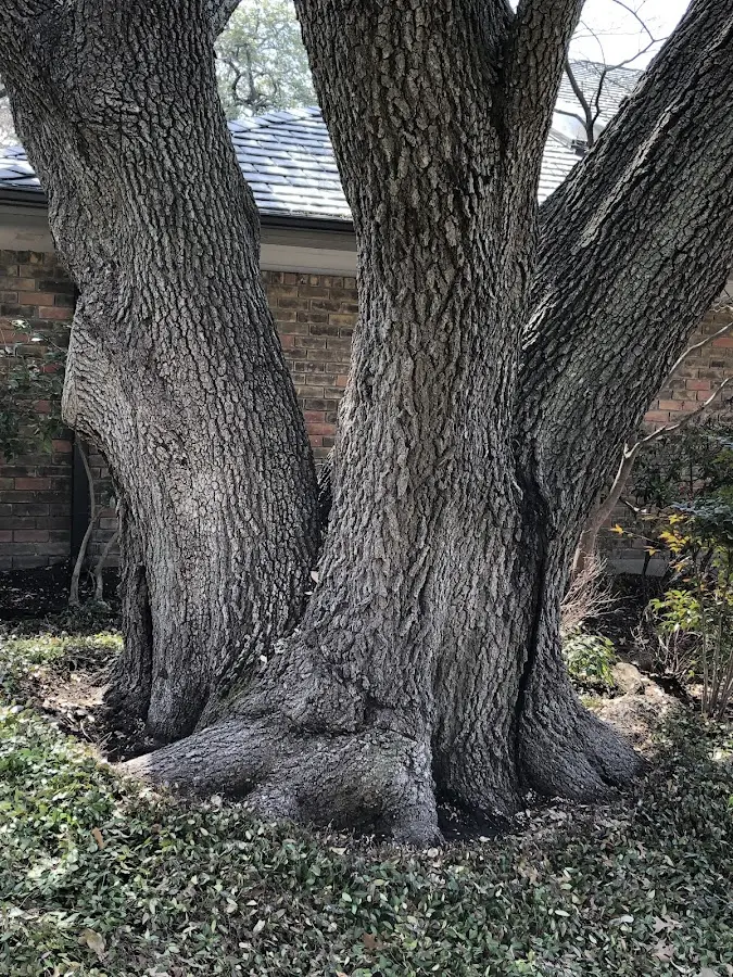 Mature heritage tree close to a Thornton property cared for by certified arborists